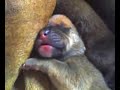 newborn puppys