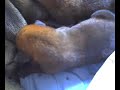 newborn puppys