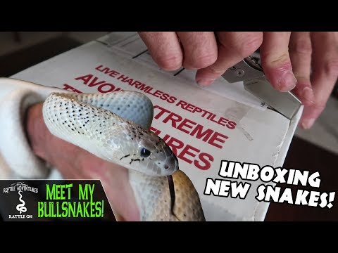 YouTube reptile video