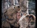 Spot Vivident Xylit - I castori in Finlandia - 04/08