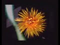 Bonobo - The Plug (Quantic mix) video by Kabzel