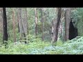 Sambar Stag NE Victoria