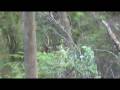 videos de Sambar Stag NE Victoria