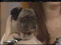 pug that says i love you
