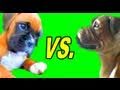 PUPPY VS. STATUE