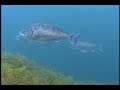 See video