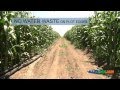 Growing Corn with Drip Irrigation by NDJ