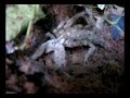Heteroscodra maculata parenje