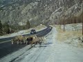 Mountain goat herd.MOV