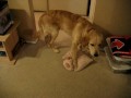 My Golden Retriever Maji loves to play with a toy-sized kong.