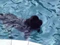 Newfie Swimming