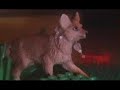 Wilderness Of The Wild-Deer-Chinko Gets Lost(pt4) Wilderness Of The Wild-Deer-Chinko Gets Lost(pt4)