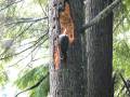 videos de Woody Woodpecker