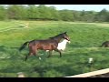 Merlin joins the herd Merlin joins the herd