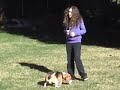 Precision Dogs Training System - Rosalee and Trevor Precision Dogs Training System - Rosalee and Trevor