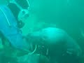 Seals At The Smalls Pembrokeshire