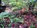Common Tenrec