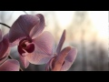Canon 600D/Rebel T3i Sample Photos & Videos (with 18-55 mm Kit Lens)