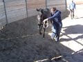 Dancing horse