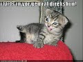 Funny Cat Montage 4!!
