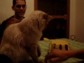 Nermal