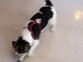 willy torna a casa cn la palla