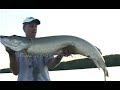 Big Muskie Release - www.badfishoutdoors.net Big Muskie Release - www.badfishoutdoors.net