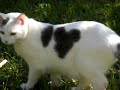 Funny Mickey Mouse spot on cat Funny Mickey Mouse spot on cat
