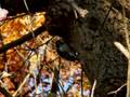 videos de Downey Woodpecker
