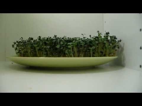 how to grow mustard seeds