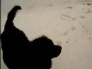 Little dog terrorised by giant dog Video 2 of 2