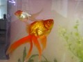 videos de My Veil Tail Goldfish.