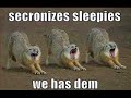 Very Funny Dogs