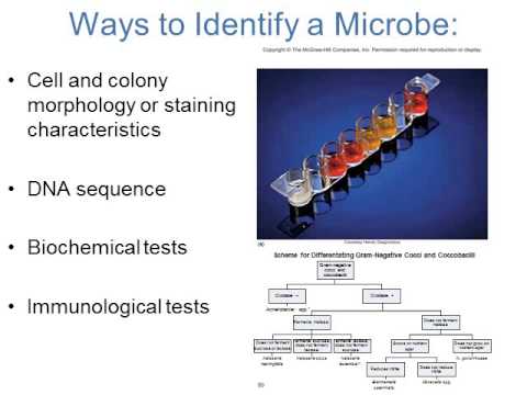 how to isolate clostridium tetani