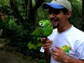 Laughing Parrot Laughing Parrot