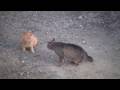 [cat fight] 猫の喧嘩 野良猫VS飼い猫