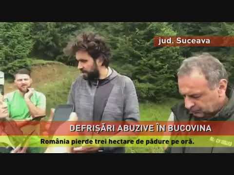 Greenpeace susține că se fac defrișări ilegale, în Bucovina