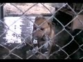Rita in a cage