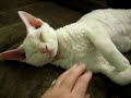 Smeagol hugs~