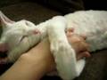 Smeagol cat hugs