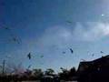 The Birds Relived! Part 1