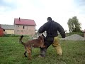 DRESAJ CANIN PROFESIONAL - BESTK9NATION.COM DRESAJ CANIN PROFESIONAL - BESTK9NATION.COM