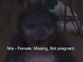 Funny Monkey Missing at Greater Vancouver Zoo