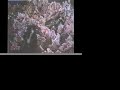 Dead Can Dance - Persephone (The Gathering of Flowers) Dead Can Dance - Persephone (The Gathering of Flowers)