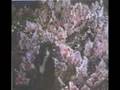 Dead Can Dance - Persephone (The Gathering of Flowers)