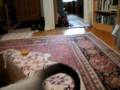 videos de Uryuu the Siamese Kitten Plays Fetch
