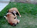 EL COLLIE LA BOXER EL POODLE Y EL BULLDOG