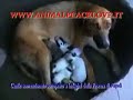 MALTRATTAMENTI,SOPPRESSIONECuccioli (www.animalpeacelove.it) MALTRATTAMENTI,SOPPRESSIONECuccioli (www.animalpeacelove.it)