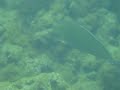 Unicorn fish off beach in Princeville Kauai Hawaii