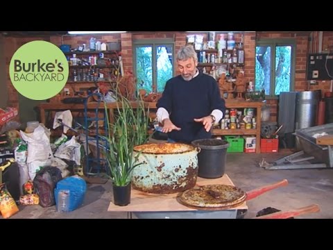 how to fertilize kangaroo paw
